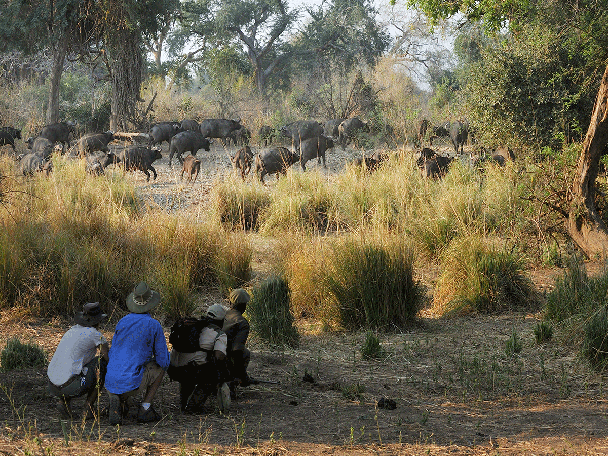 Walking safaris in Masai Mara national reserve